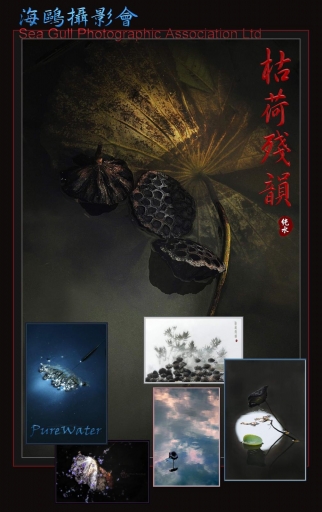 枯荷殘韻-專題攝影課程